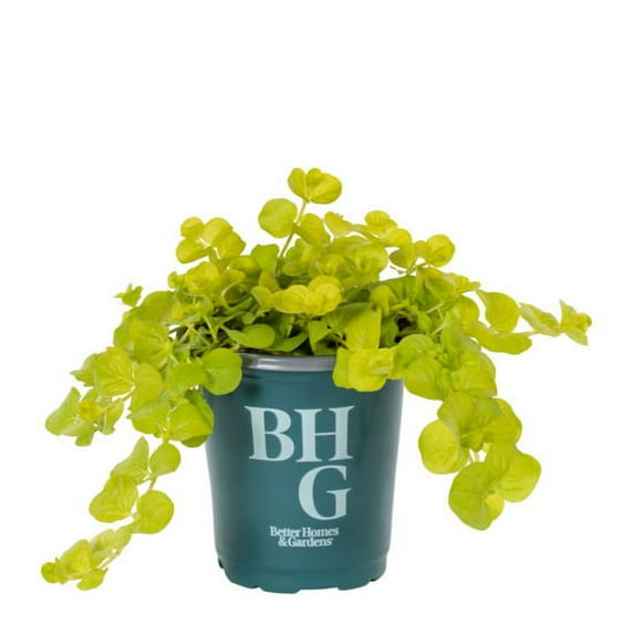Better Homes & Gardens PT Green Lysimachia Live Plants with Grower Pot