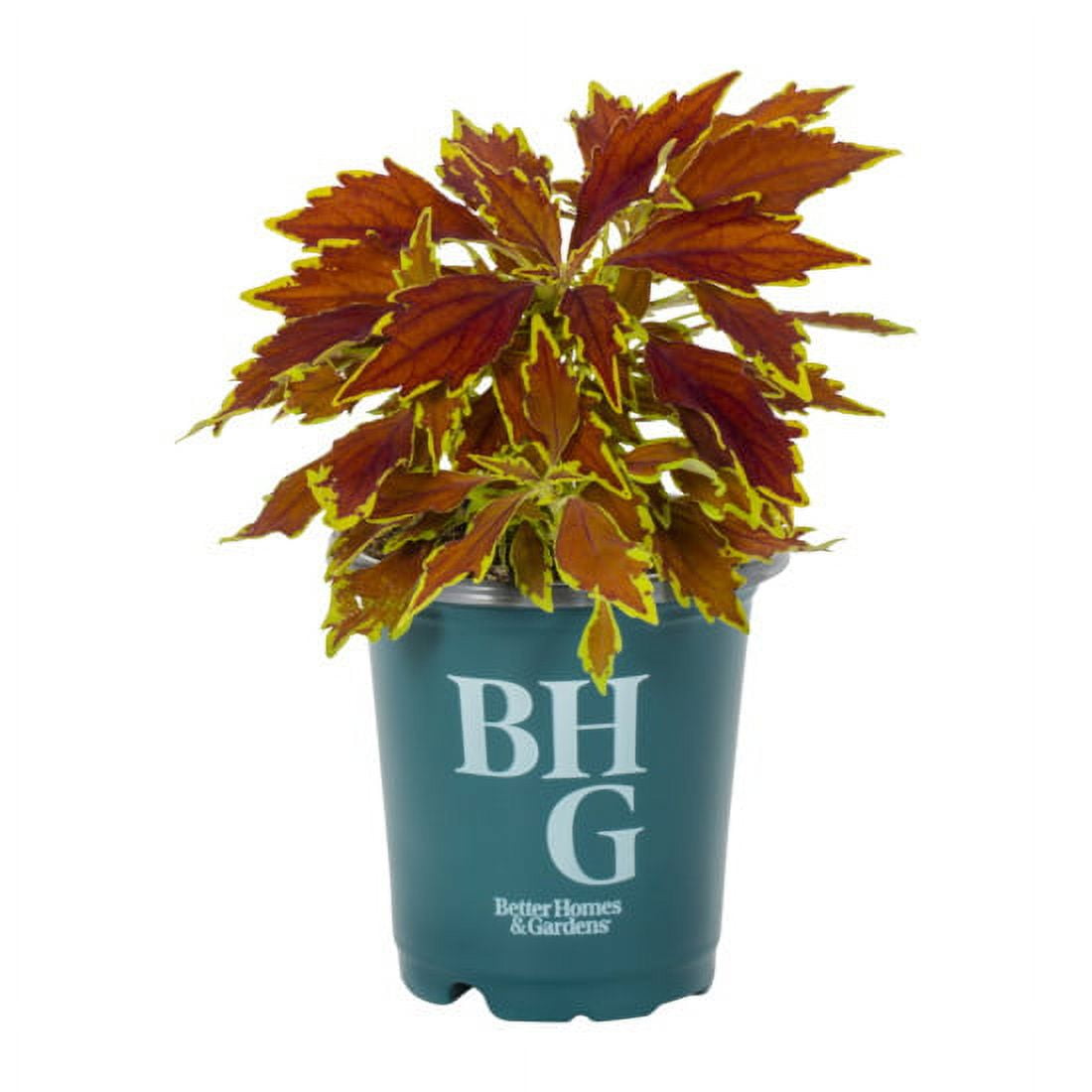 Better Homes & Gardens 1PT Multicolor Coleus Live Annual Plant Sun