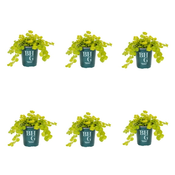 Better Homes & Gardens 10" Yellow Lysimachia Live Plants in 1PT Growers Pot (6-pack) Full Sun