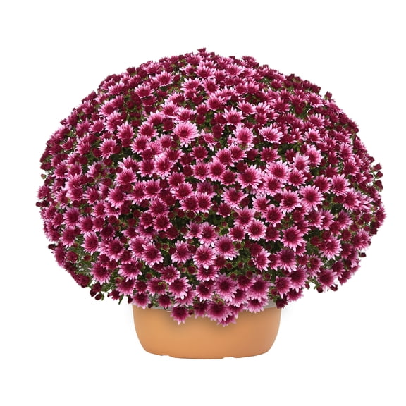 Better Homes & Gardens Pink Daisy Mums Live Plant Garden in 10 in Fall Clay Planter Dcor