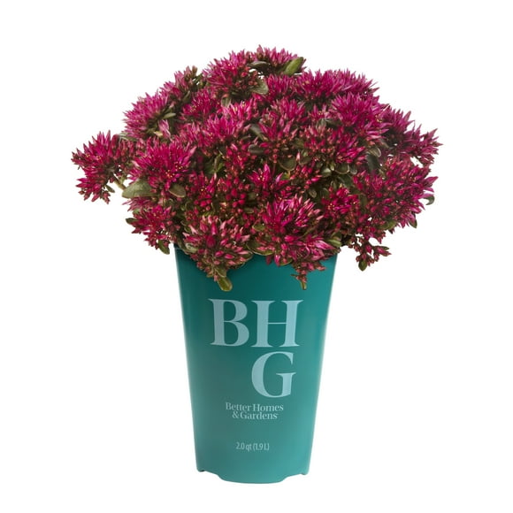Better Homes & Gardens Pink Sedum Succulents, Hardy Outdoor Plants & Pet Friendly Plants, 2 qt. Pot