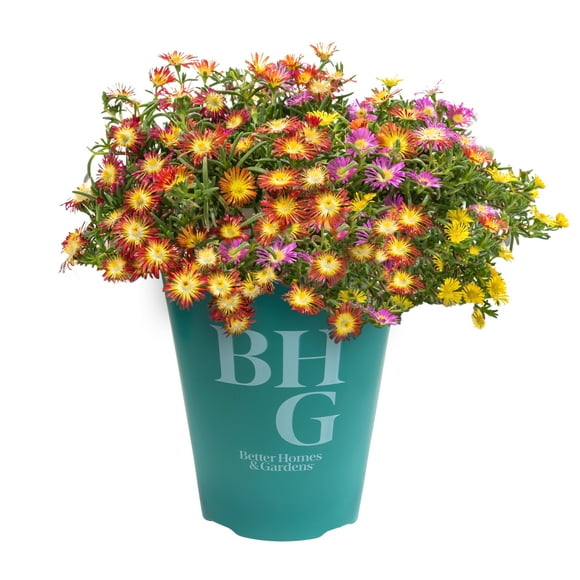 Better Homes & Gardens Pink & Yellow Ice Plant (Delosperma) Ground Cover Succulent Plants, 1 qt. Pot