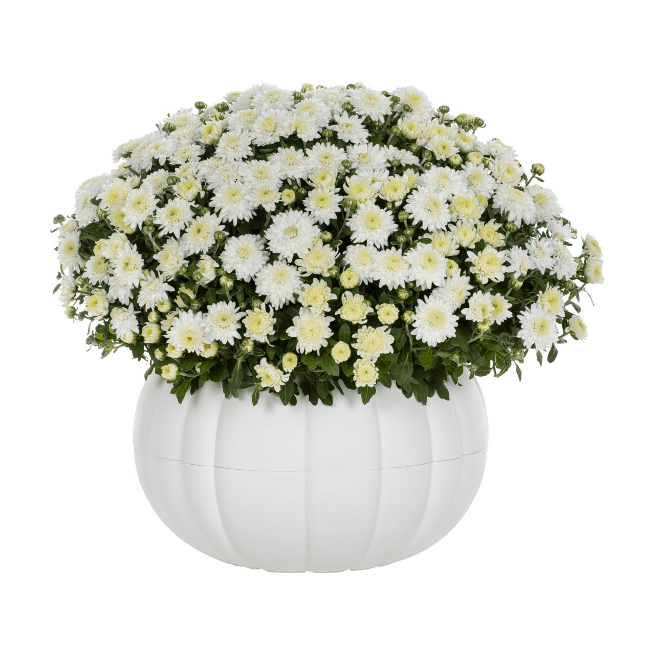 Better Homes & Gardens Pumpkin White Mum Live Plants Full Sun