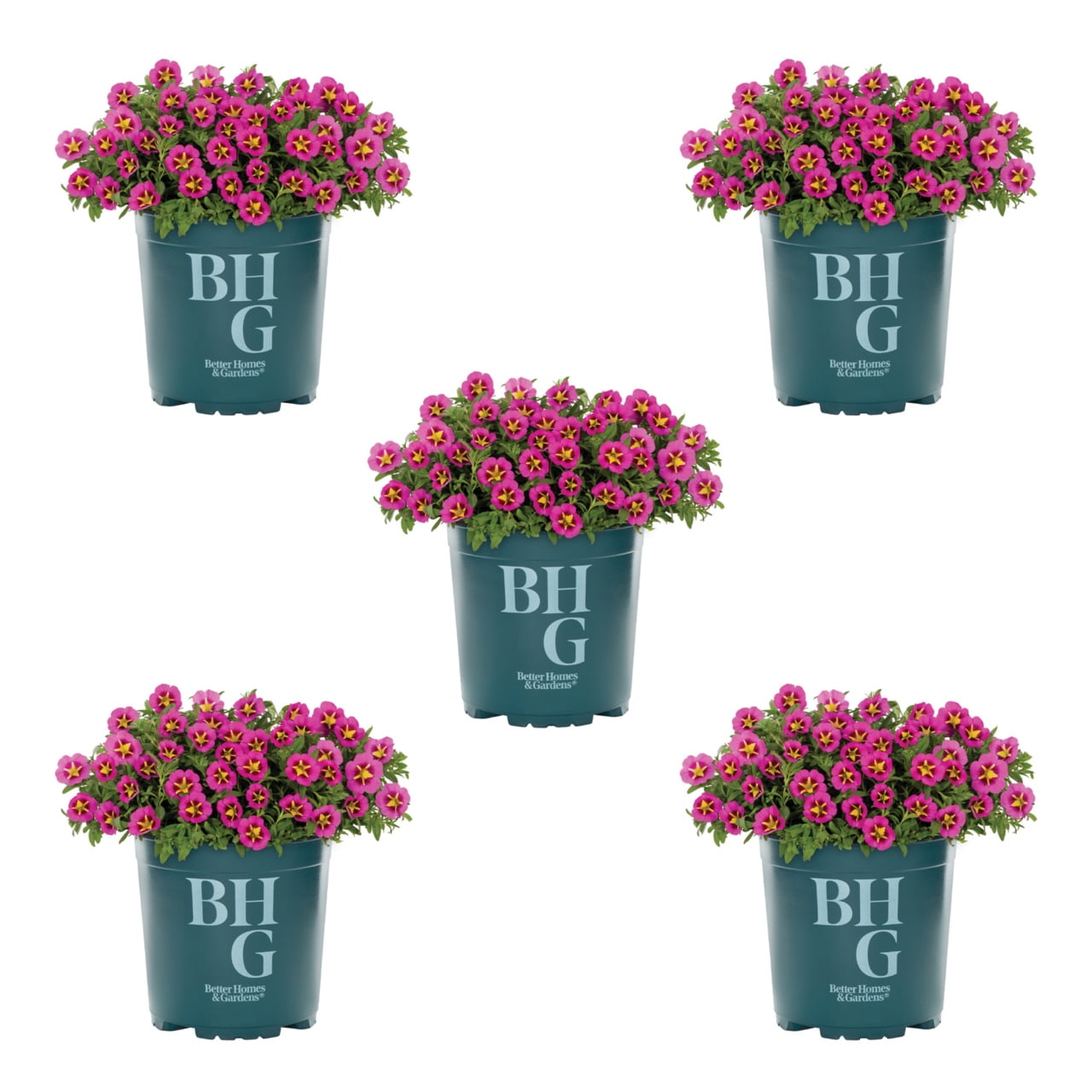 Better Homes & Gardens 1.5PT Pink Yellow Calibrachoa Live Annual Plant Sun 5-Pack