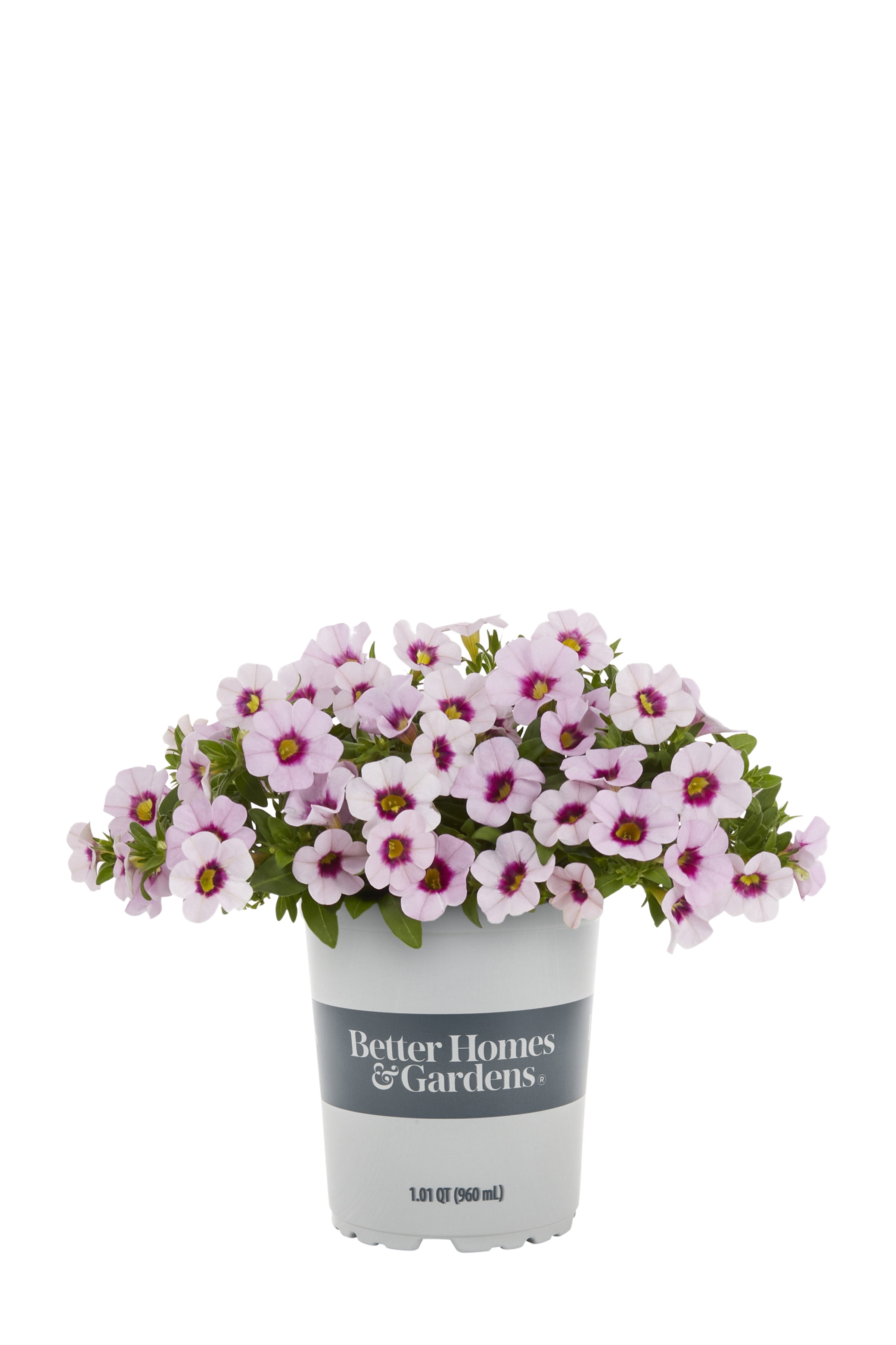 Better Homes & Gardens QT Multicolor Calibrachoa Live Plants with Grower Pot