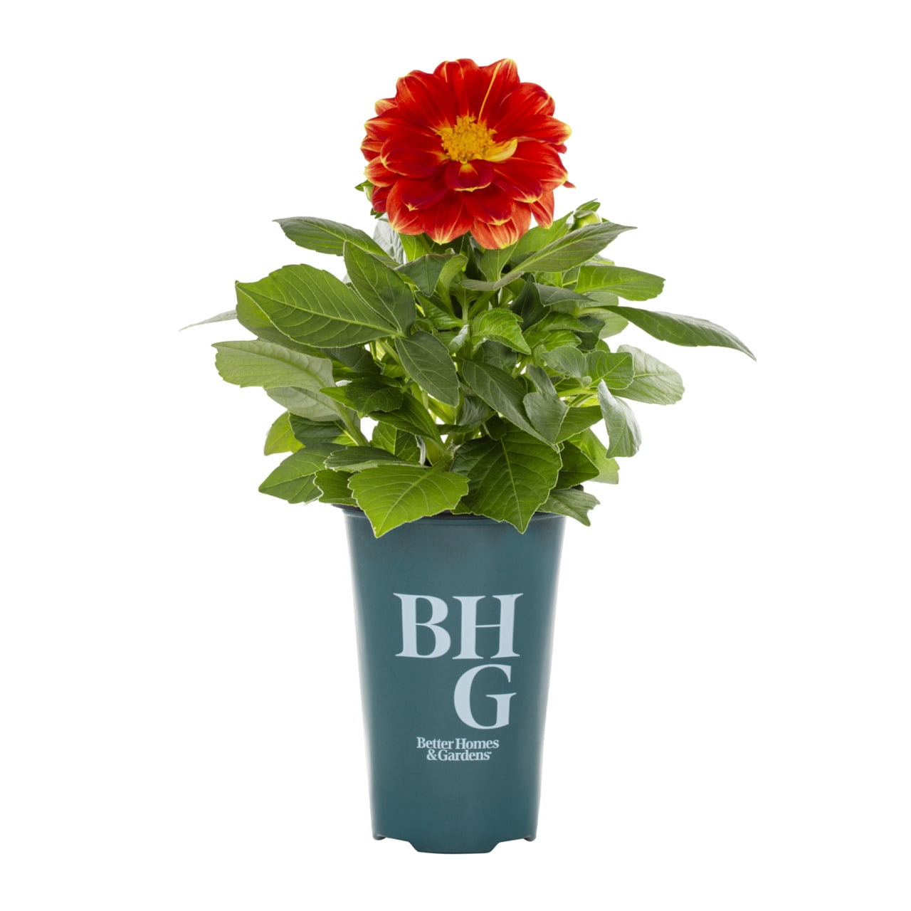 Better Homes & Gardens 1.5PT Multicolor Dahlia Live Annual Plant Sun