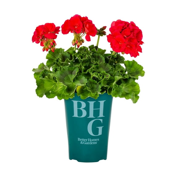 Better Homes & Gardens 1.5PT Multicolor Geranium Bullseye Red Live Annual Plant Sun
