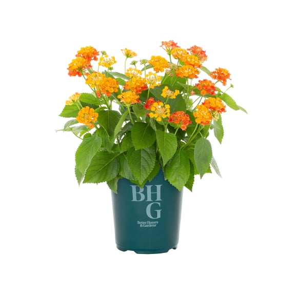 Better Homes & Gardens 1.5PT Multicolor Lantana Live Annual Pollinator Plant Sun