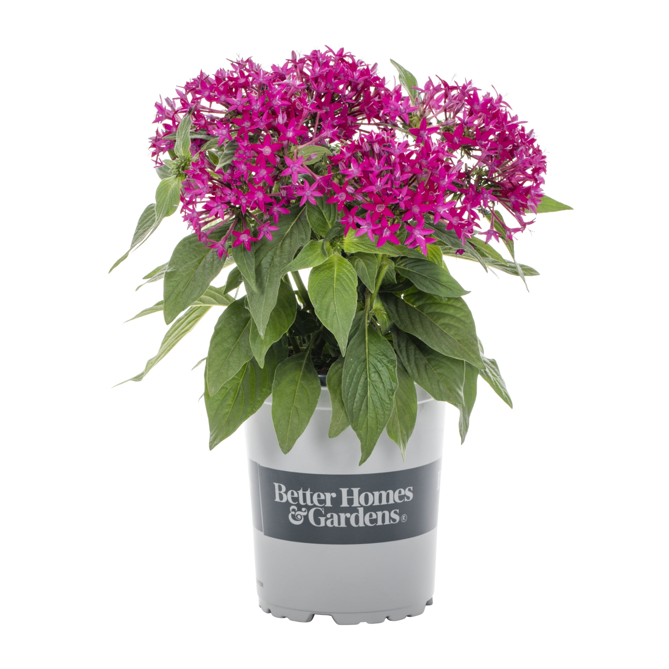 Better Homes & Gardens QT Multicolor Pentas Live Plants with Grower Pot ...