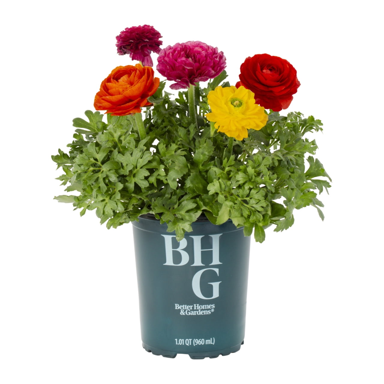Better Homes & Gardens 1.5PT Multicolor Ranunculus Live Annual Plant Sun