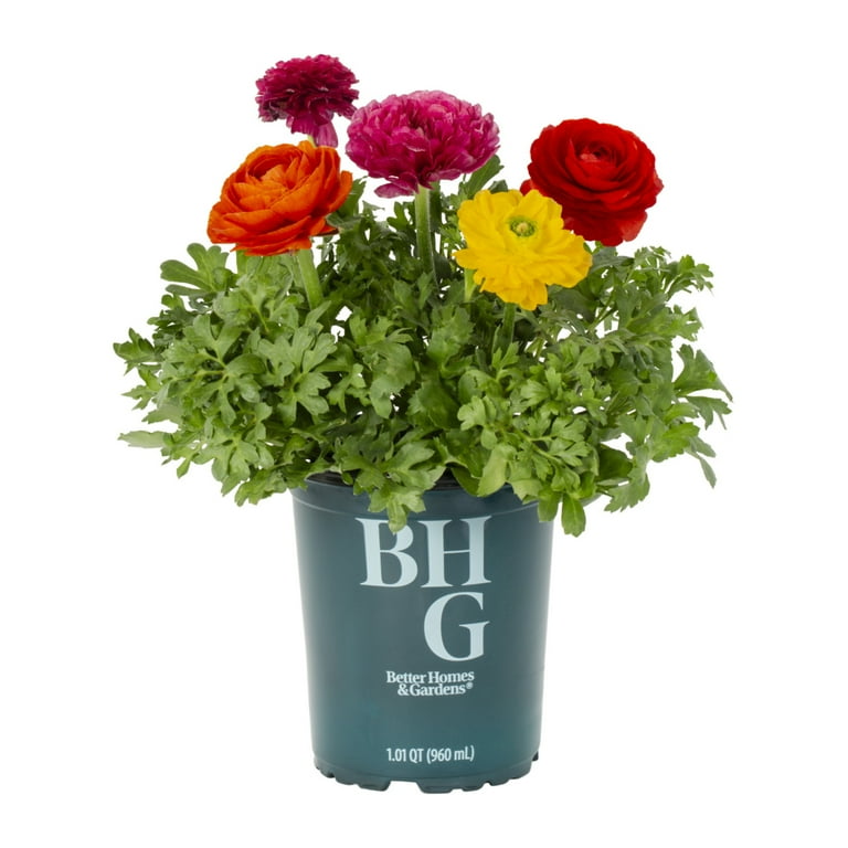 sonny angel plant pot Sonny Angel JUMBO Planter 7 inches – Seelenelamoon