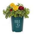 thumbnail image 1 of Better Homes & Gardens 1.5PT Multicolor Ranunculus Live Annual Plant Sun, 1 of 5