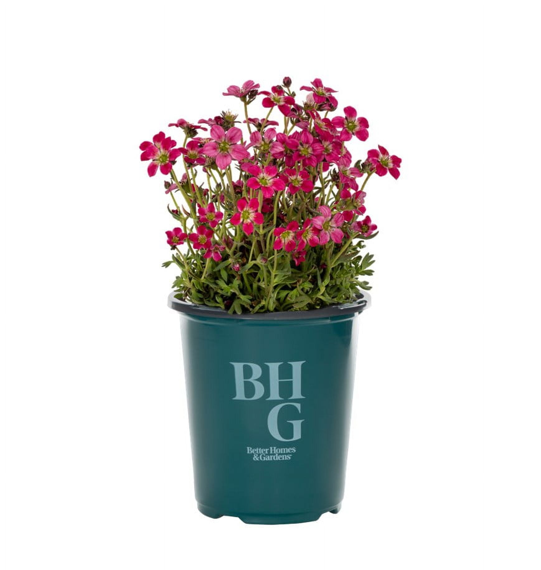 Better Homes & Gardens QT Multicolor Saxifraga Live Plants with Grower Pot