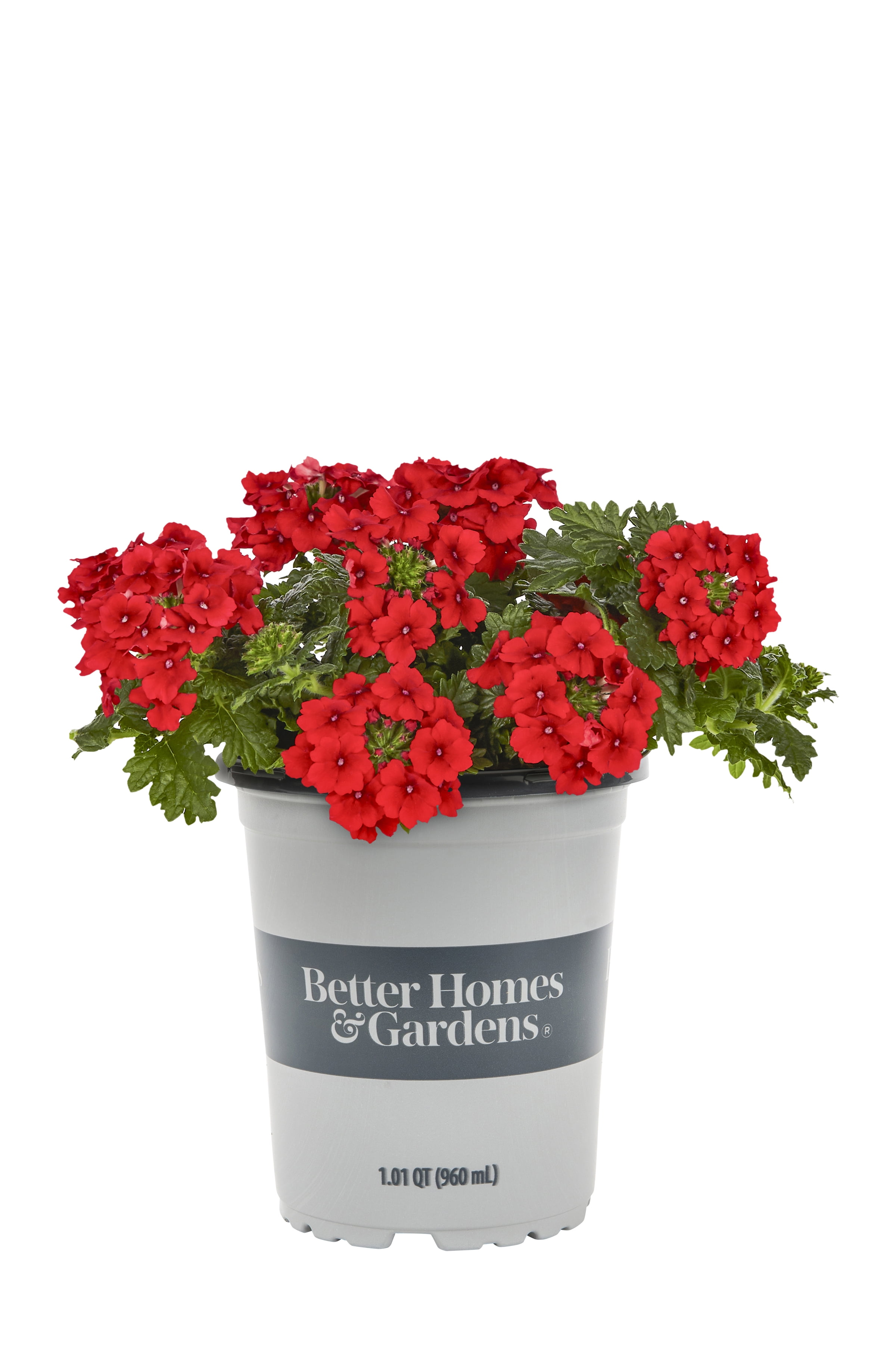 Better Homes & Gardens QT Multicolor Verbena Live Plants with Grower Pot
