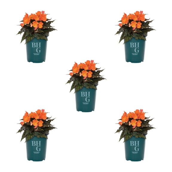 Better Homes & Gardens 1.5PT Orange Begonia Live Annual Plant Partial Shade 5-Pack
