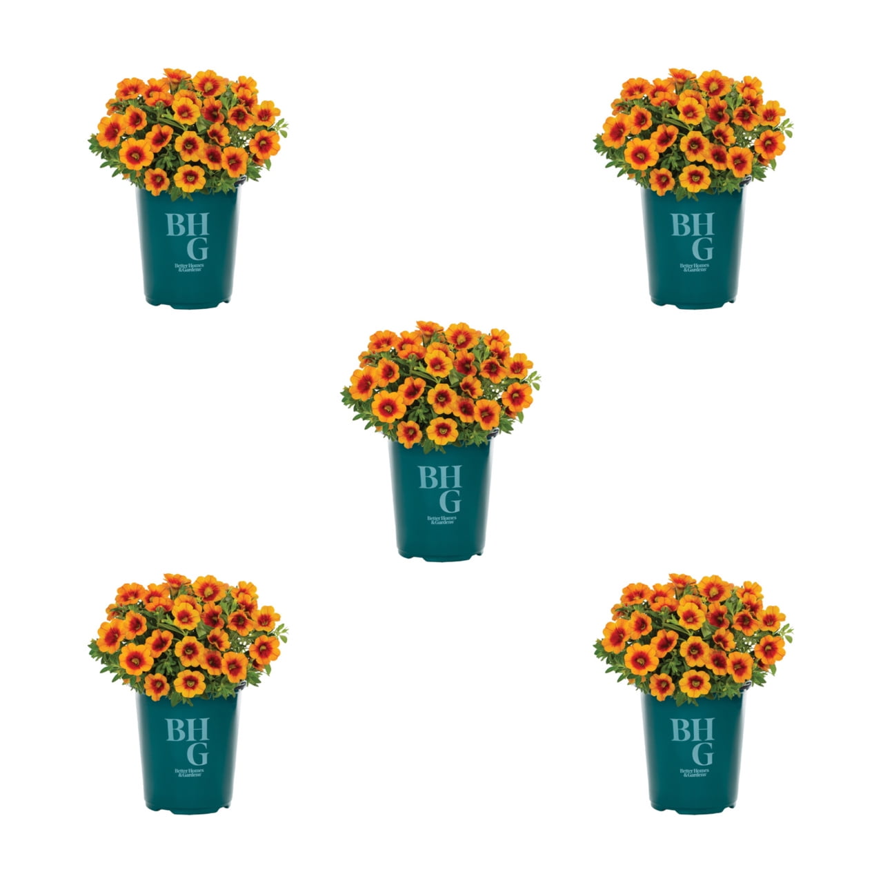 Better Homes & Gardens 1.5PT Orange Calibrachoa Live Annual Plant Sun 5-Pack