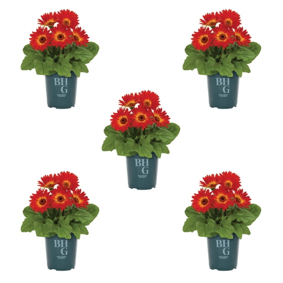 Better Homes & Gardens 1QT Orange Gerbera Daisy Live Annual Plant Sun 5-Pack