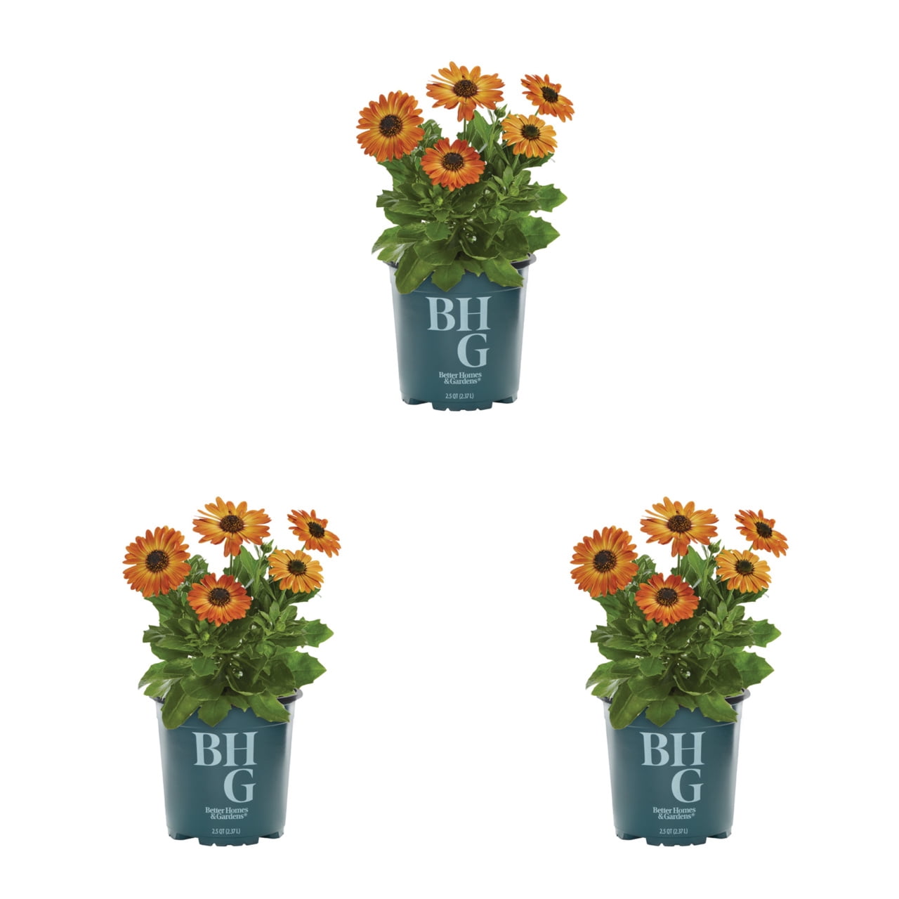 Better Homes & Gardens 1.5PT Orange Osteospermum Live Annual Plant Sun 5-Pack