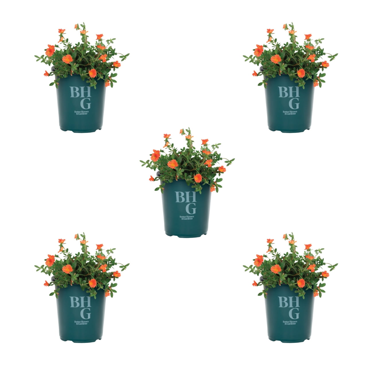 Better Homes & Gardens Orange Portulaca Purslane Live Annual Plant, Full Sun, 5-Pack