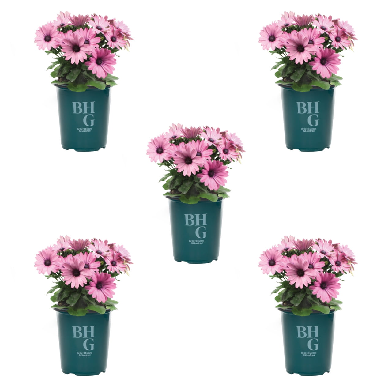 Better Homes & Gardens 1.5PT Pink Osteospermum Live Annual Plant Sun 5-Pack