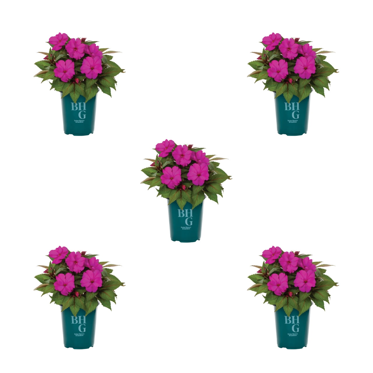 Better Homes & Gardens 1.5PT Purple New Guinea Impatiens Live Annual Plant Sun 5-Pack