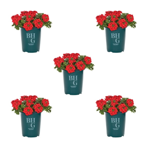 Better Homes & Gardens 1QT Red Verbena Live Annual Plant Sun 5-Pack