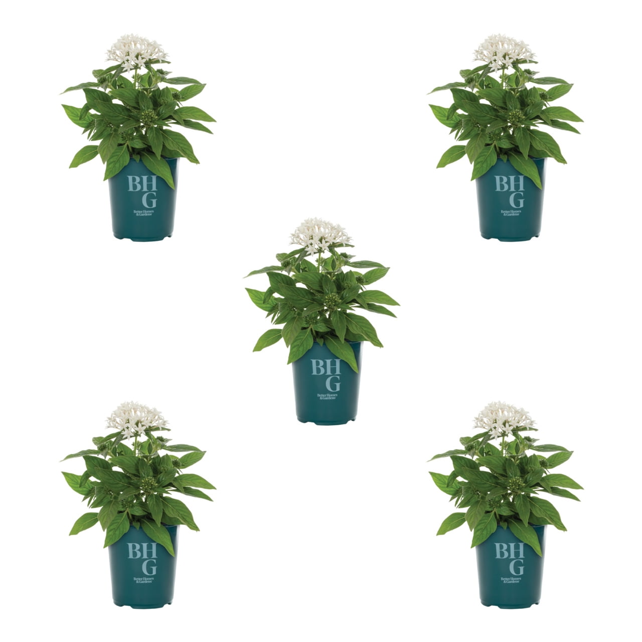 Better Homes & Gardens 1.5PT White Pentas Live Annual Plant Sun 5-Pack