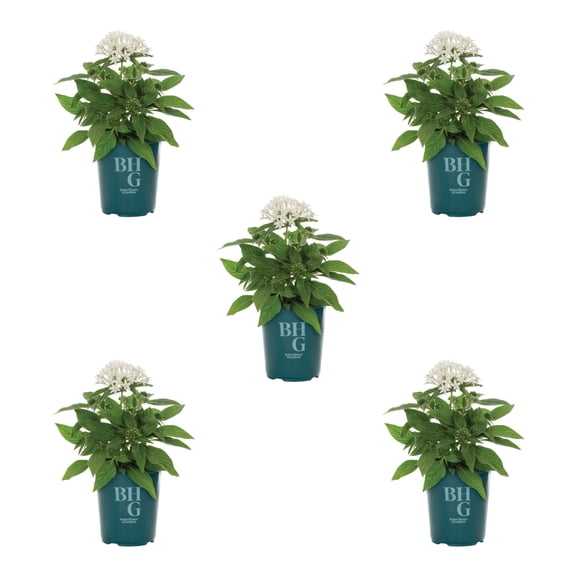 Better Homes & Gardens 1.5PT White Pentas Live Annual Plant Sun 5-Pack