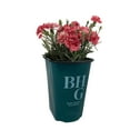thumbnail image 1 of Better Homes & Gardens 1 Quart Multicolor Dianthus Perennial Outdoor Full Sun Live Plants, 1 of 6