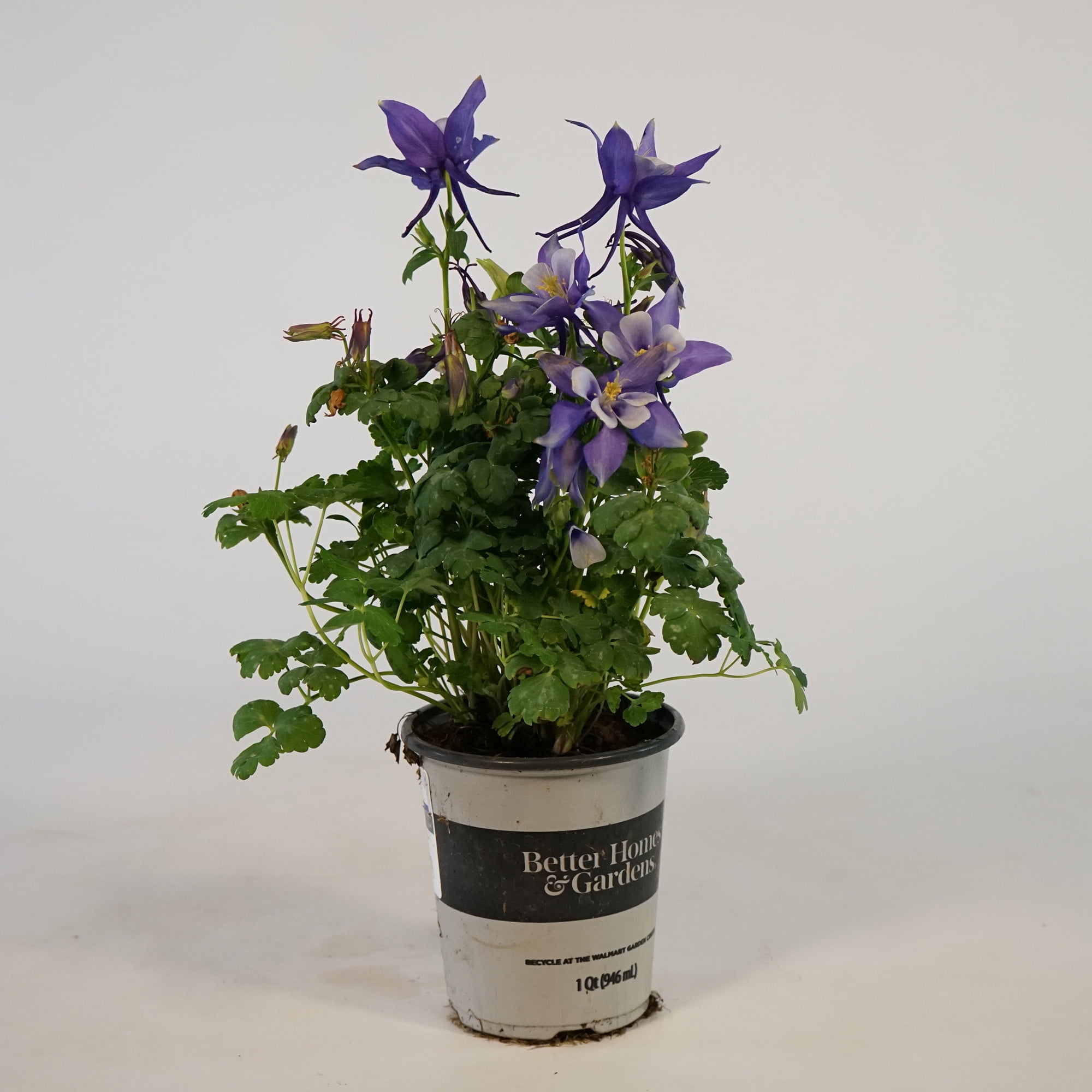 Better Homes & Gardens Quart Red Aquilegia Columbine Perennial Outdoor