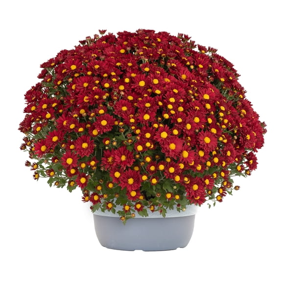 Better Homes & Gardens Red Daisy Mums Live Plant Garden in 10 in Decorative Planter
