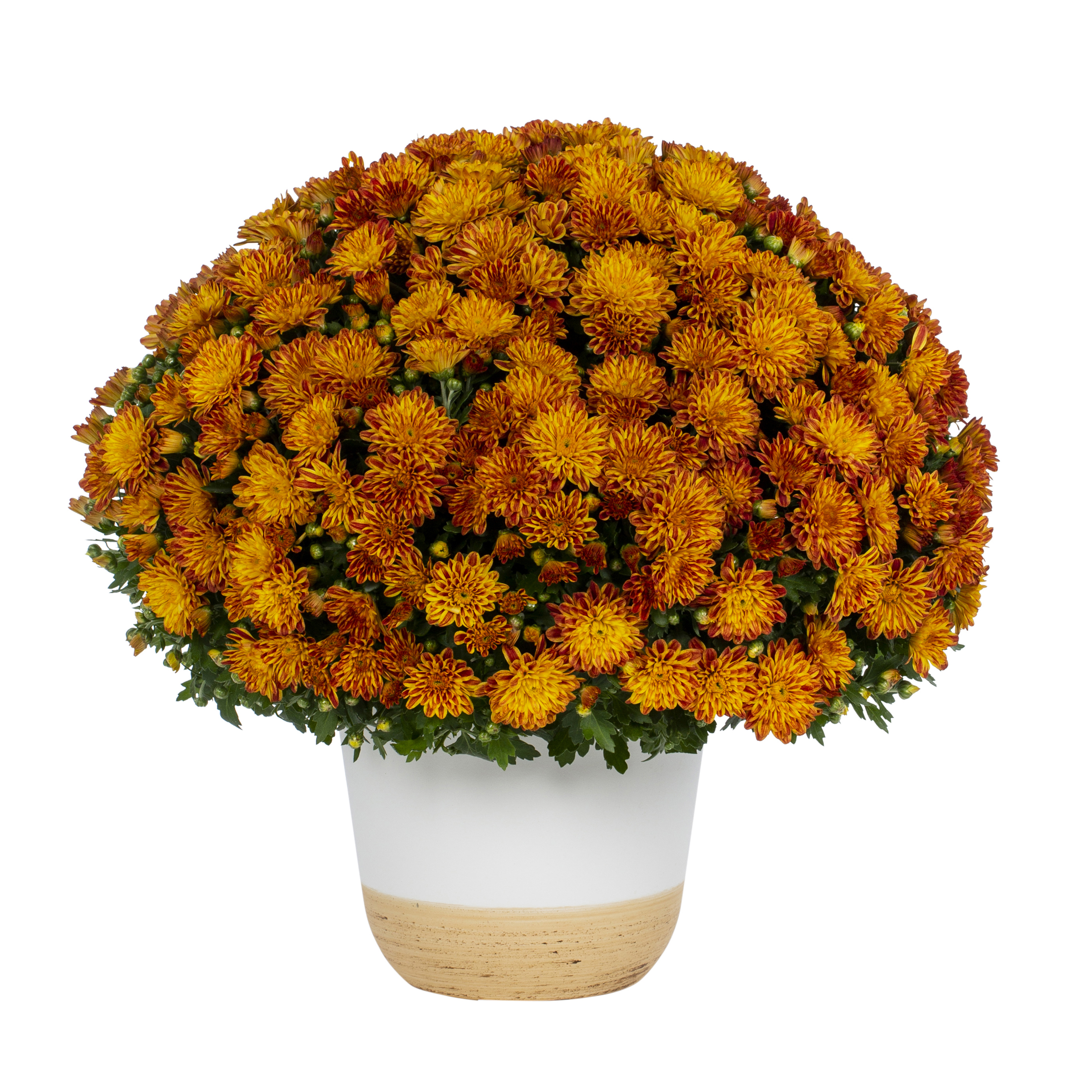 Better Homes & Gardens Scents of the Season 1G Orange Mum Live Plant Decorative Pot Pumpkin & Chai Sun - image 1 of 9