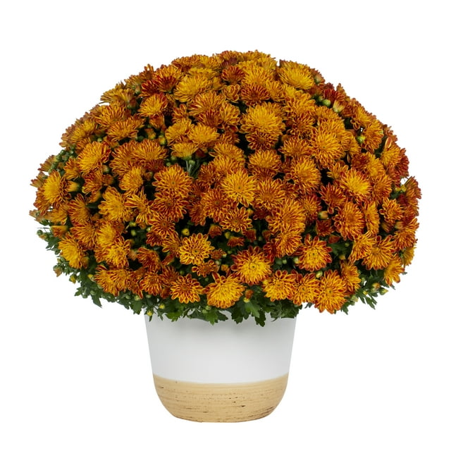 Better Homes & Gardens Scents of the Season 1G Orange Mum Live Plant Decorative Pot Pumpkin & Chai Sun