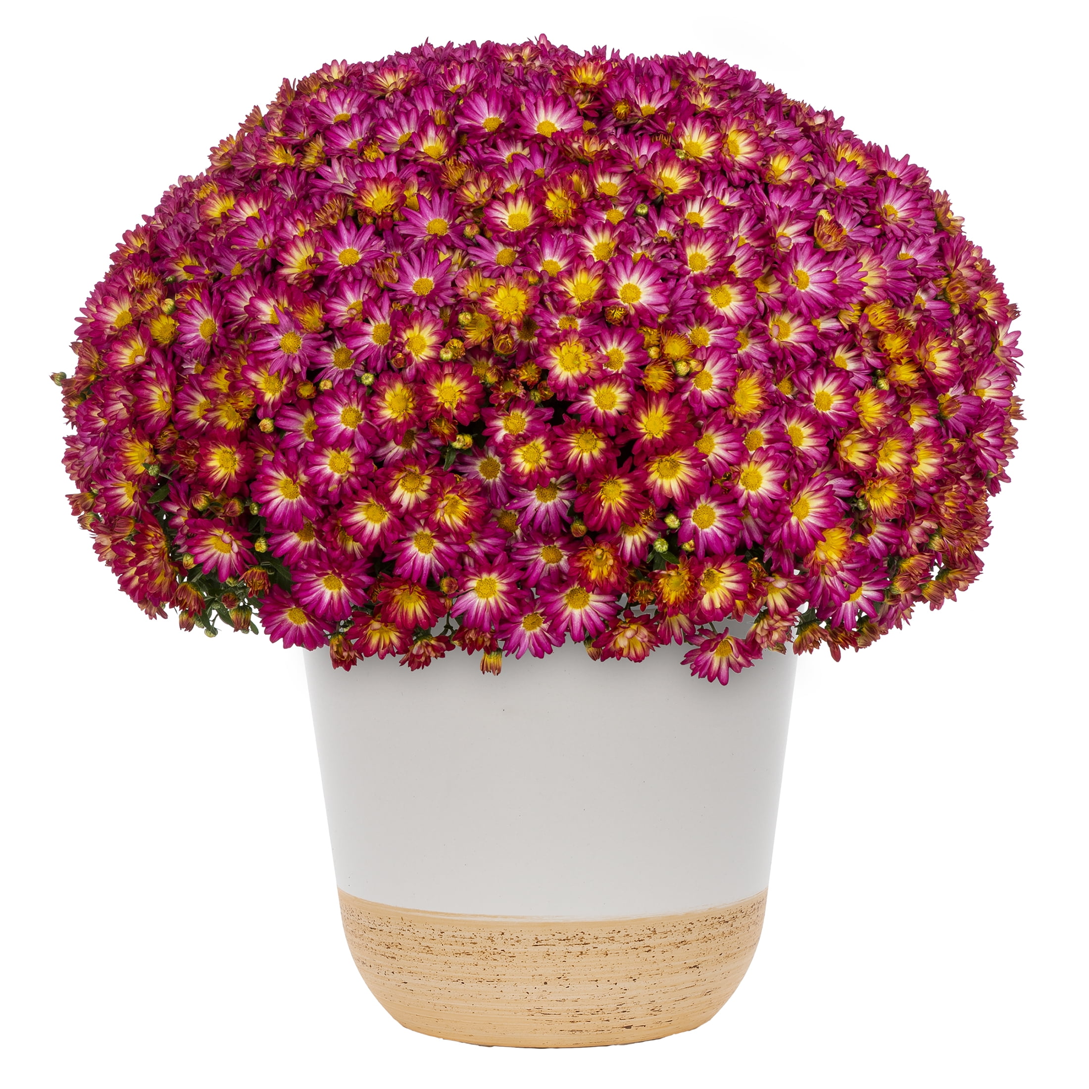 Better Homes & Gardens Scents of the Season 1G Red Mum Live Plant