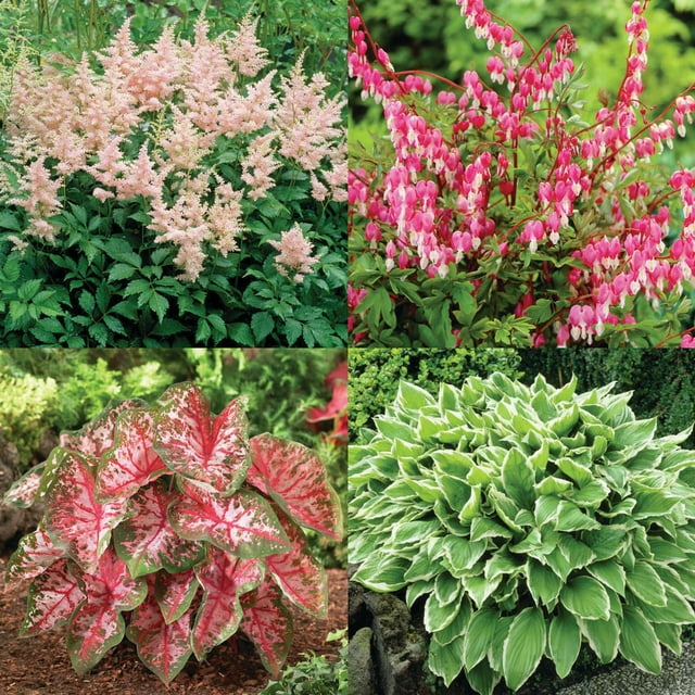 Better Homes & Gardens Shade Loving Bulb Garden Solution Shades of Pink