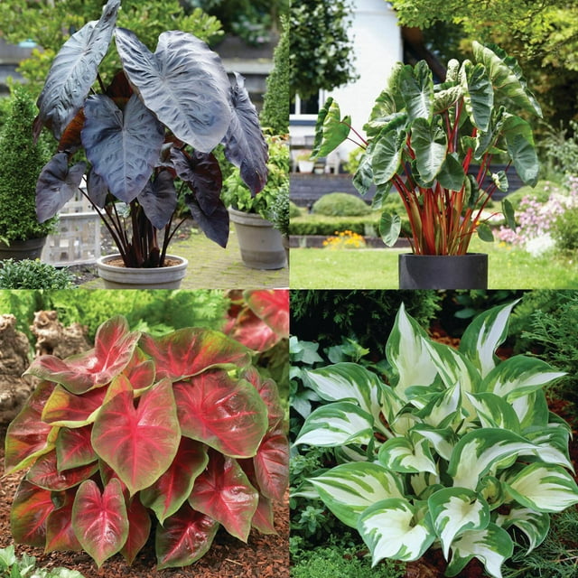 Better Homes & Gardens Shade Loving Bulb Garden Solution Shades of the