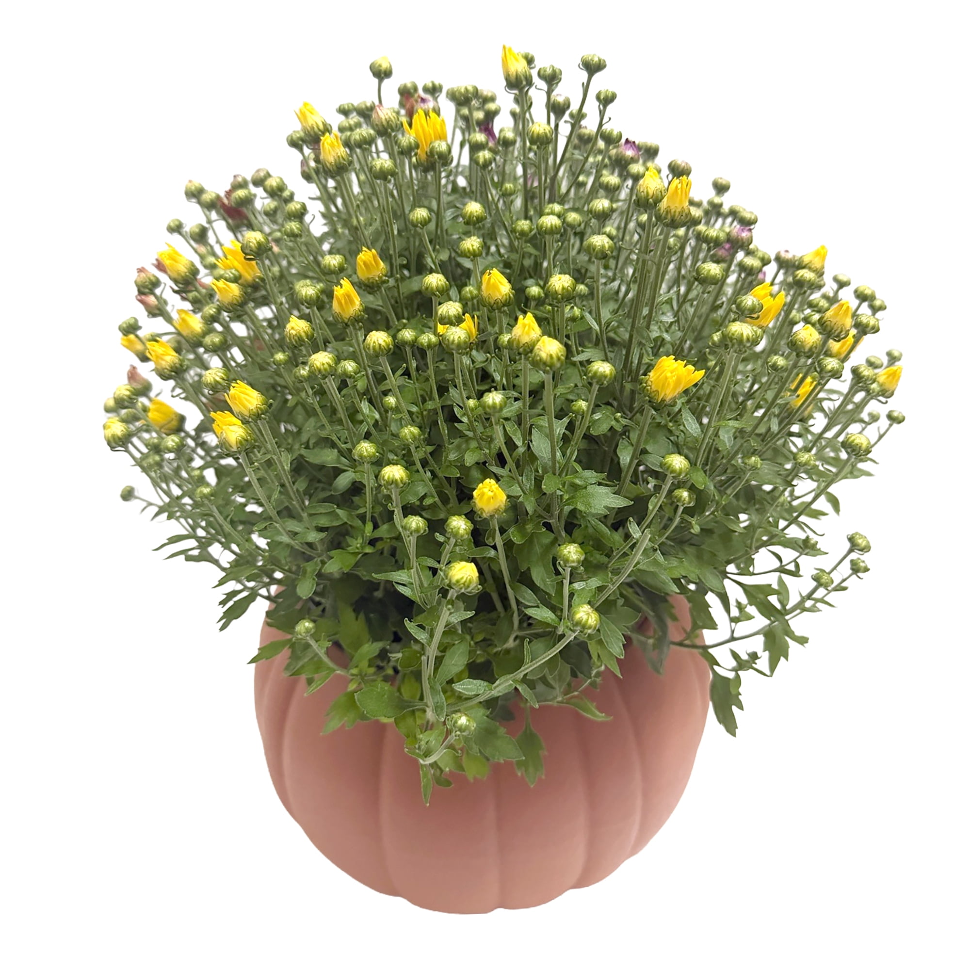 Better Homes & Gardens Tricolor Yellow Purple White Mums Live Plant 8 in. Deco Pumpkin Planter