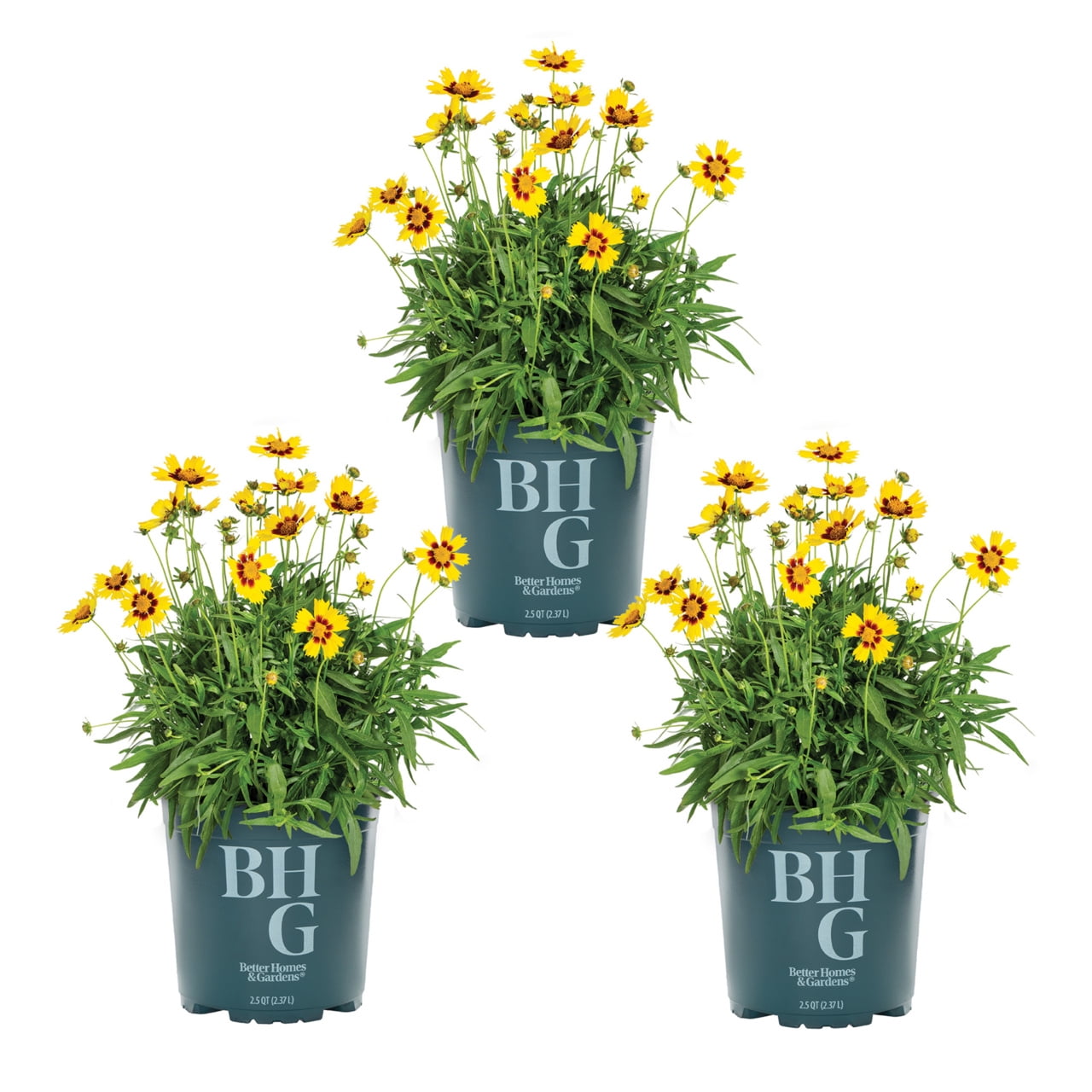 Better Homes & Gardens Yellow Coreopsis Live Perennial Plant, 3-Pack