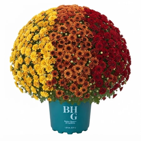 Better Homes and Garden 1.5 Gallon Mum Tricolor Combo, Yellow/Bronze/Red, Live Plant