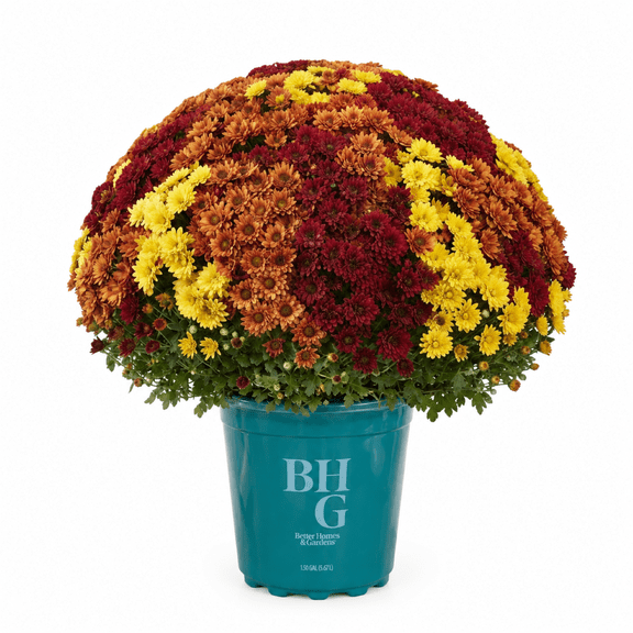 Better Homes and Garden 1.5 Gallon Mum Tricolor Combo, Yellow/Bronze/Red, Live Plant
