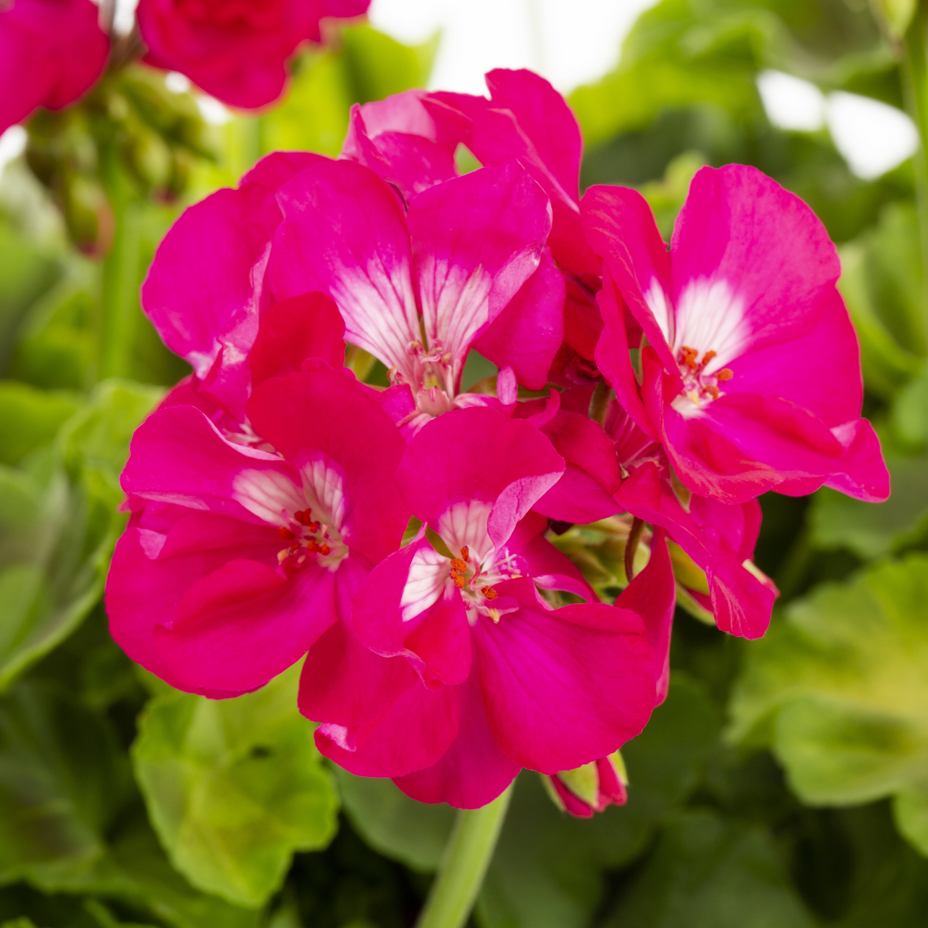 Better Homes and Garden 12