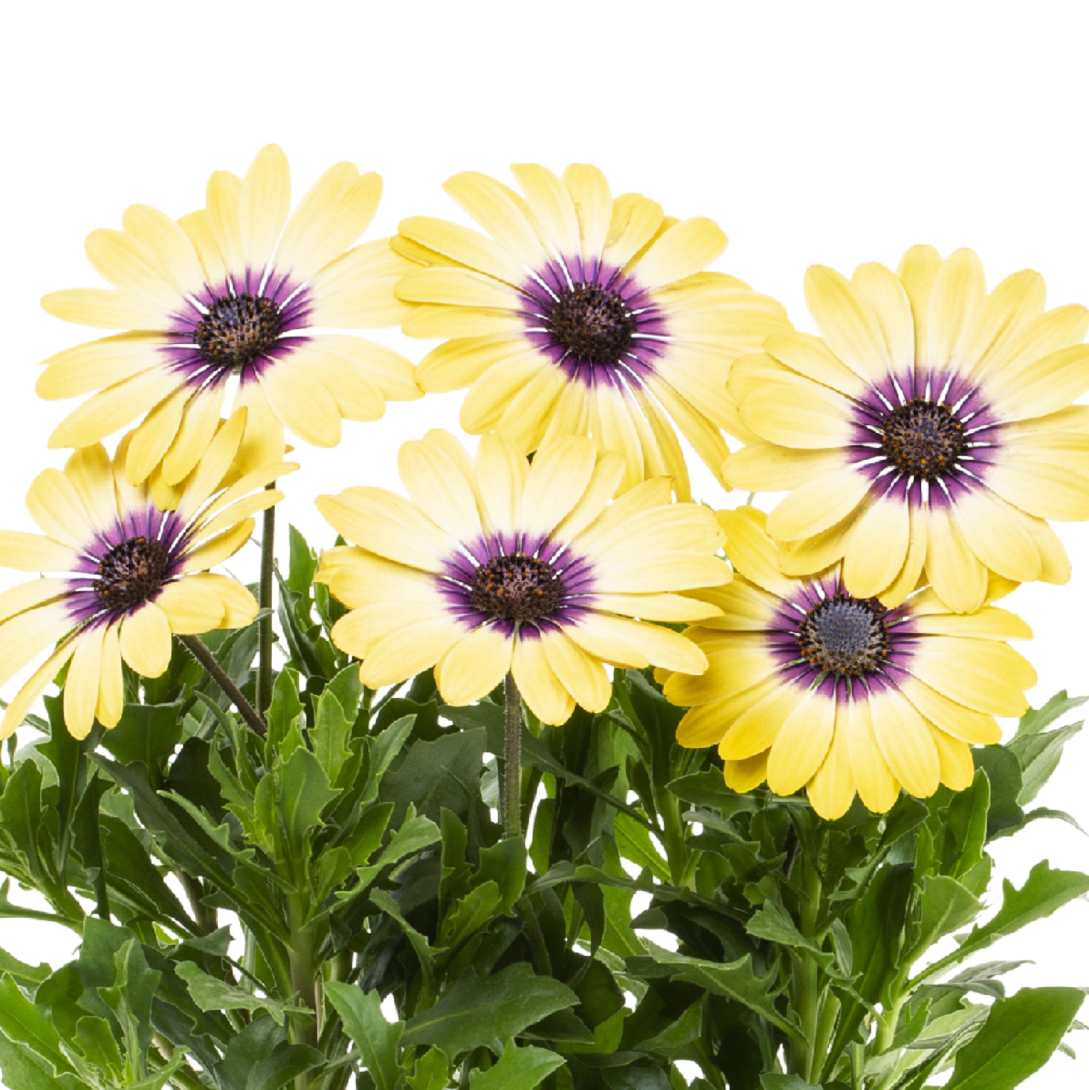 Better Homes and Garden 5" Multi Color Part Sun 1.5pint Osteospermum