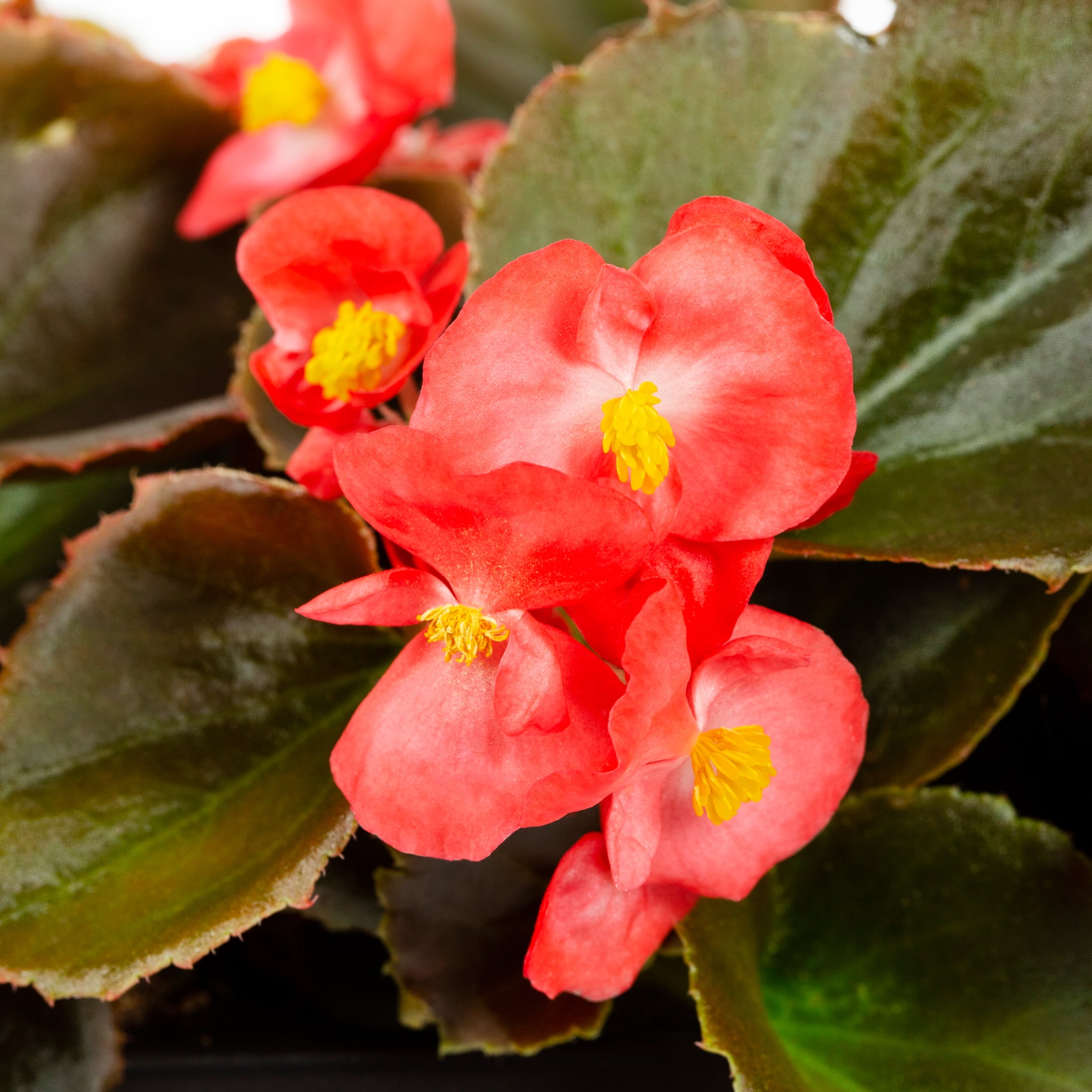 Better Homes and Garden 5" Multi Color Part Sun 9pack Begonia Live