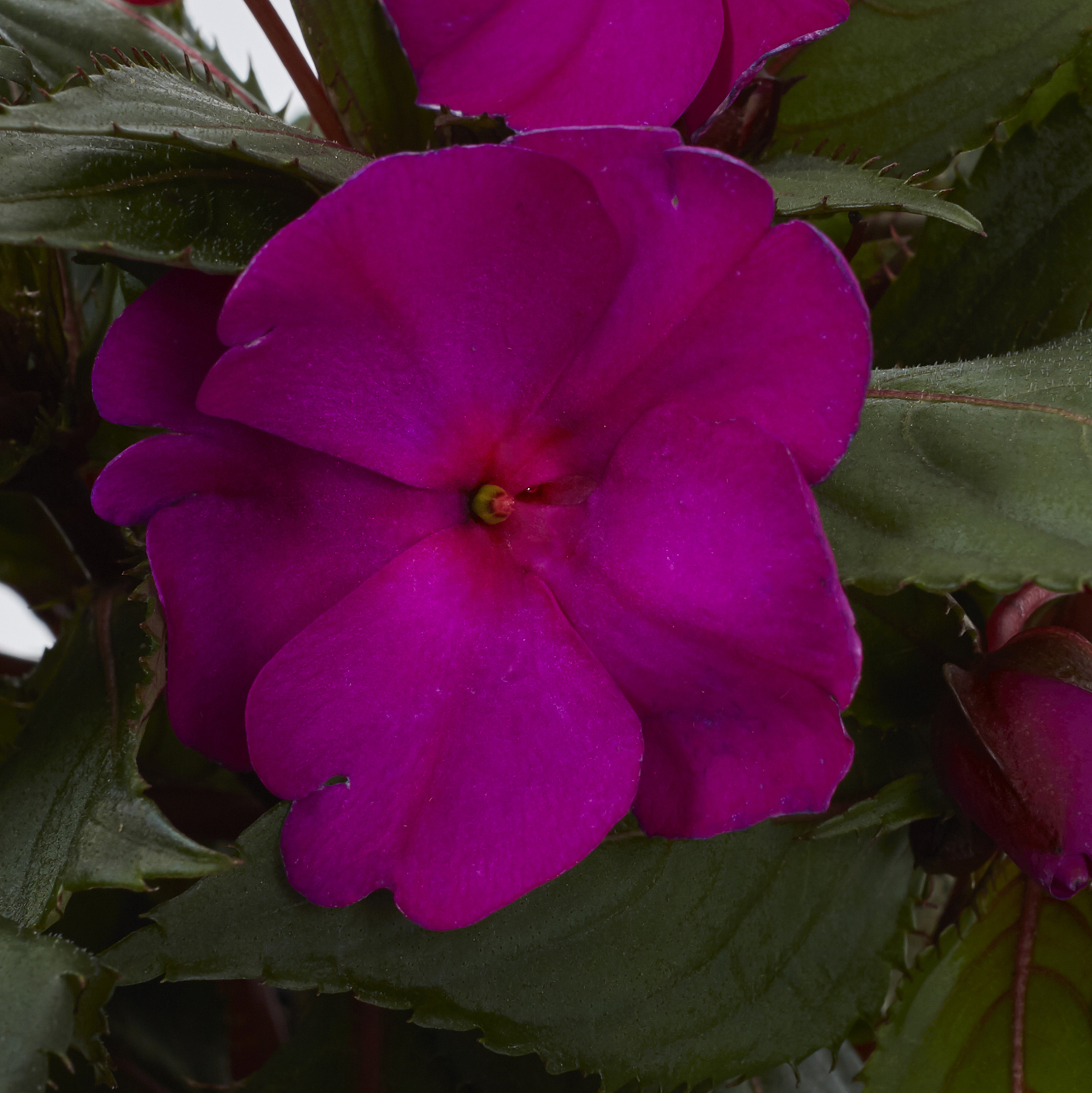 Better Homes and Garden 8" Multi Color 2.0quart Impatien Live Plant Pot