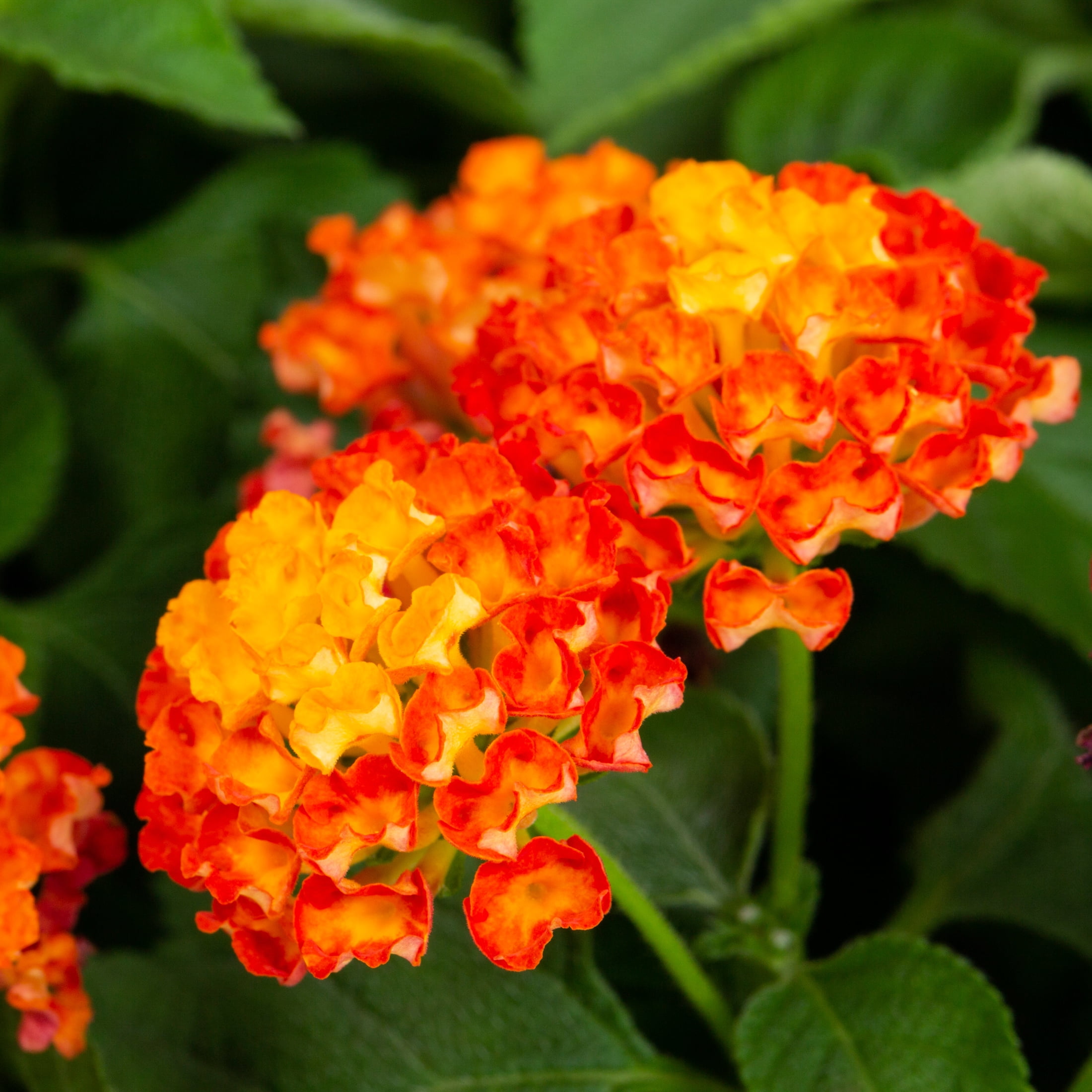 Better Homes and Garden 8" Multi Color Part Sun 2.0quart Lantana Live