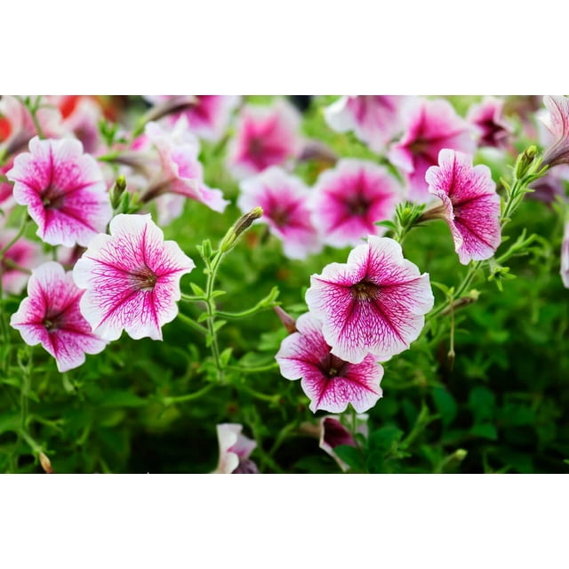 Better Homes and Garden 8" Multi Color Part Sun 2.0quart Petunia Live