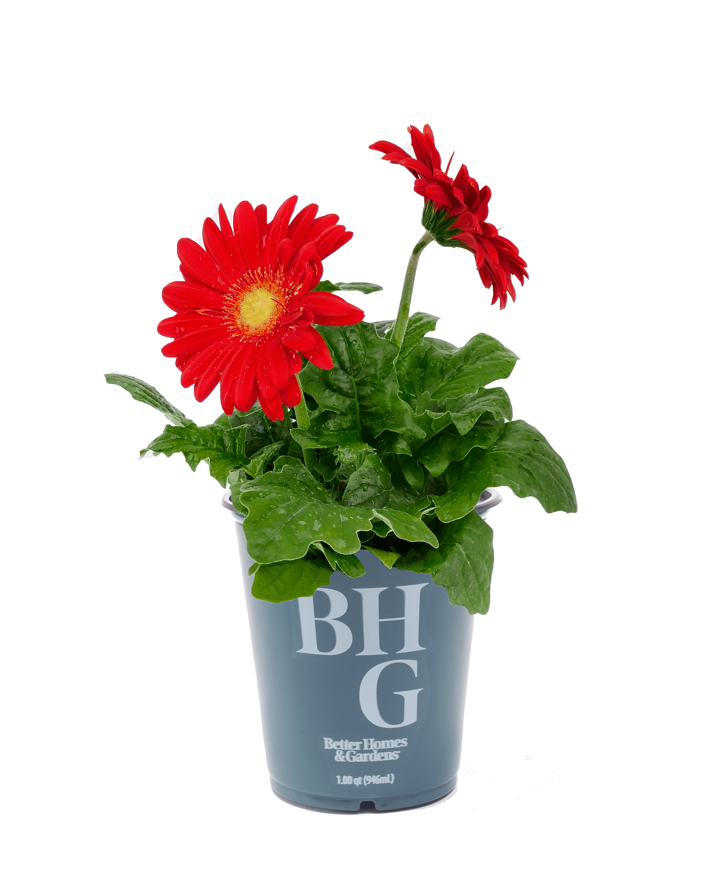 Better Homes and Gardens 1.0 QT Full Sun Flowering Annual Gerbera Daisy