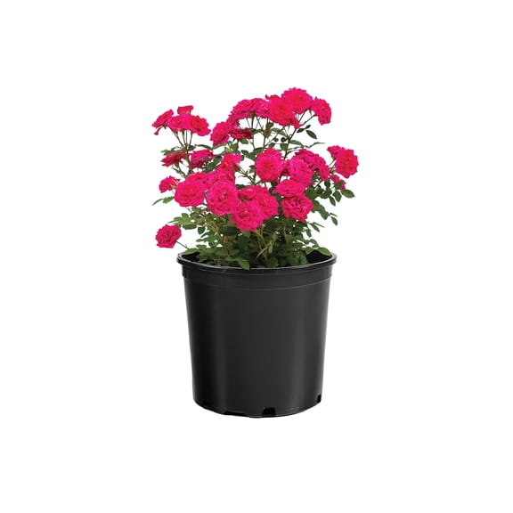 Better Homes and Gardens 1G Roses Sunblaze Flowering Live Plants Full Sun Multicolor