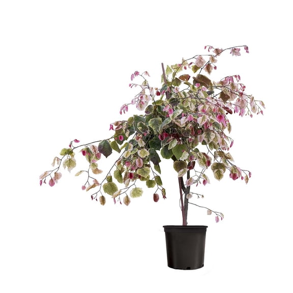 Better Homes and Gardens 2.25G Cercis Carolina Sweetheart Flowering Live Plants Full Sun Pink