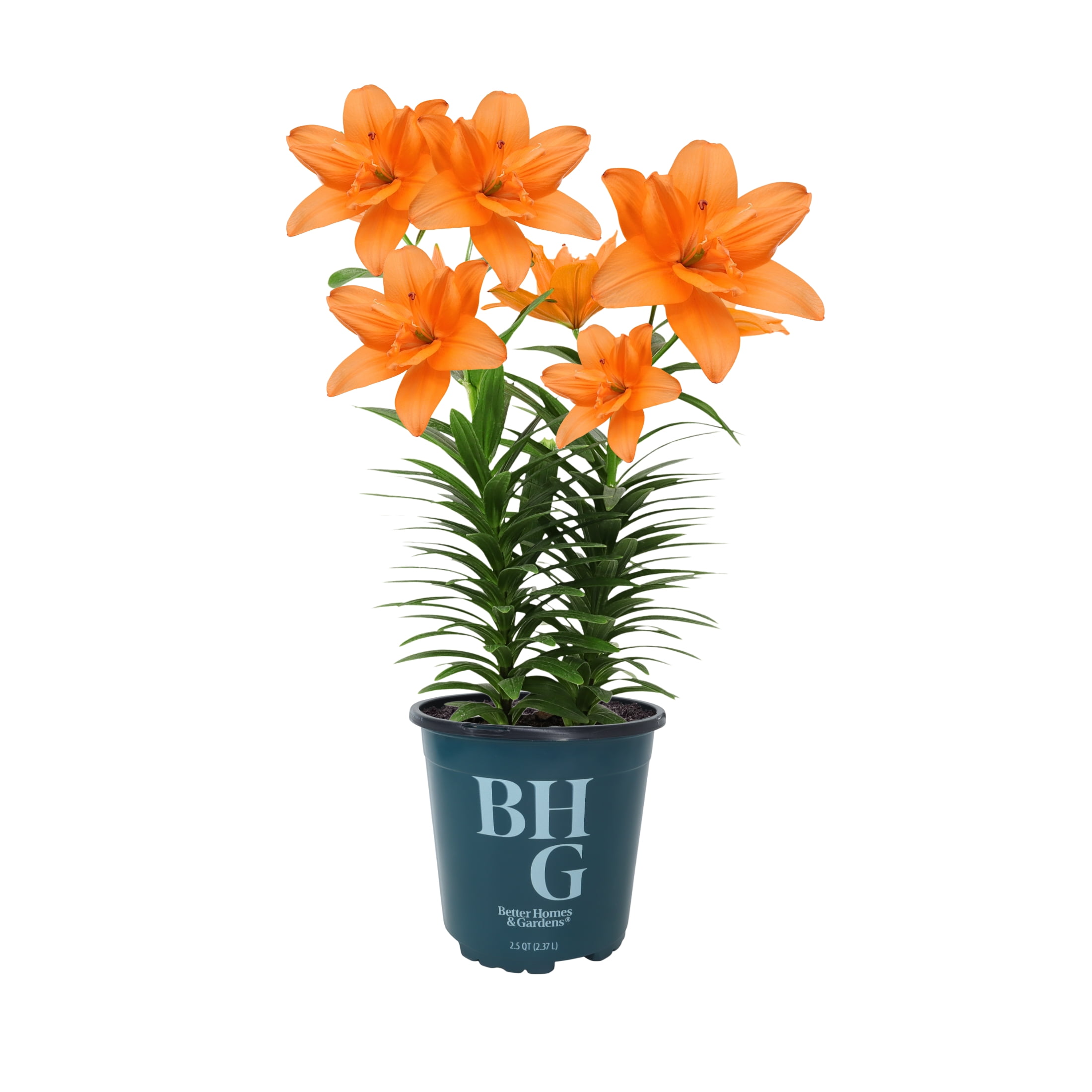 Better Homes and Gardens Outdoor Live Plant Asiatic Lily Tiny